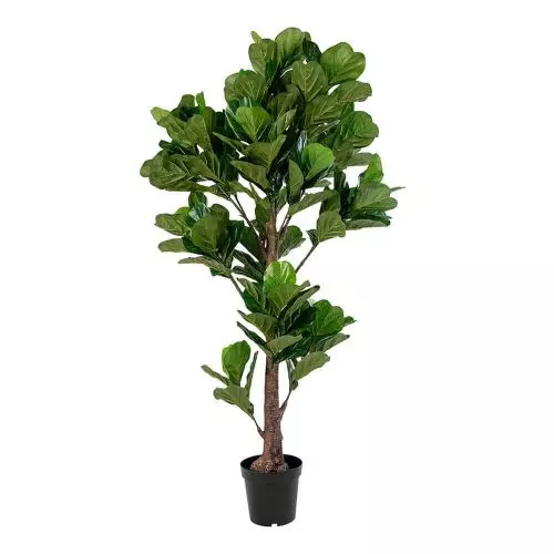 Fiddle Violinfigen Plante - 190cm