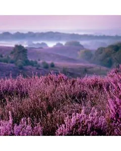 Ambiente Frokostserviet 3-lags 20stk - Heather Moorlands