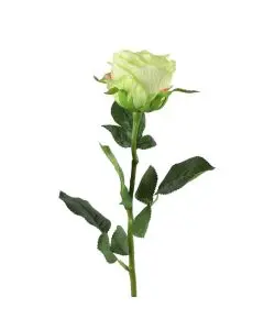 Rose Lime 70cm