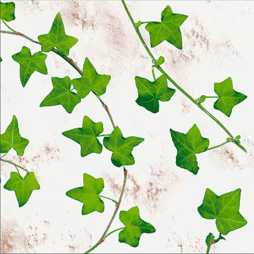 Mank Stofligende Middagsserviet 50stk - Efeuranken