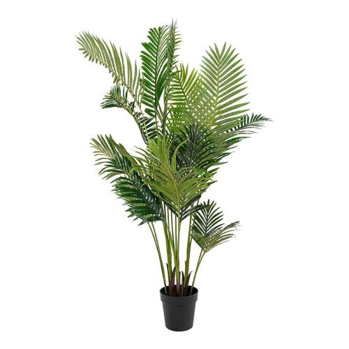 Areca Palme - 175cm