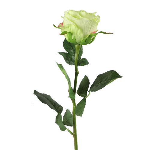 Rose Lime 70cm