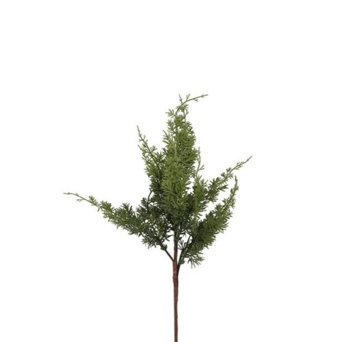 Evigheds Cypres Grøn H81cm