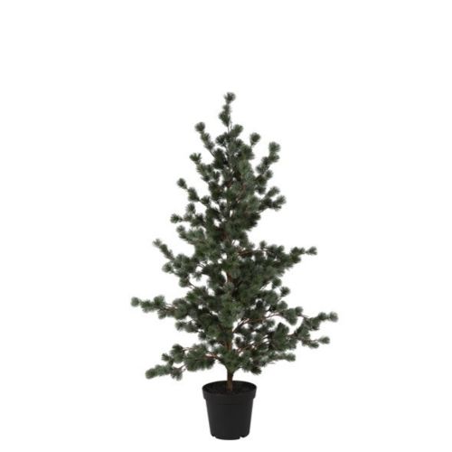 Evigheds Ceder Træ Støvet Grå i Potte H157cm