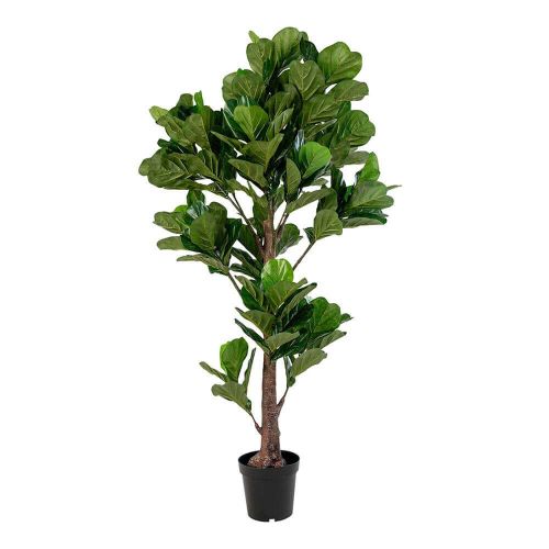 Fiddle Violinfigen Plante - 190cm