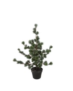 Evigheds Ceder Træ Støvet Grå i Potte H79cm