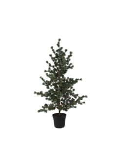 Evigheds Ceder Træ Støvet Grå i Potte H157cm